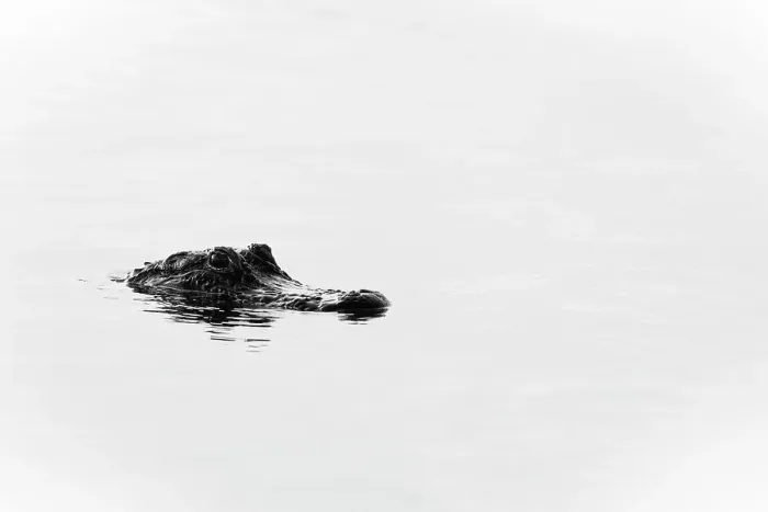 Framed Print : Close up of alligator in water