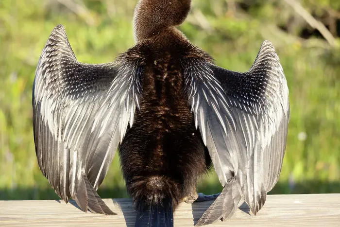 Framed Print : Close up of an Anhinga's feathers