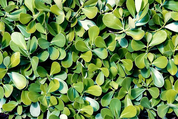 Close up of Clusia hedge