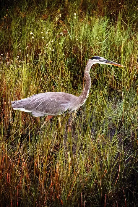 Framed Print : Close up of the Great Blue Heron Framed Print : Close up of the Great Blue Heron