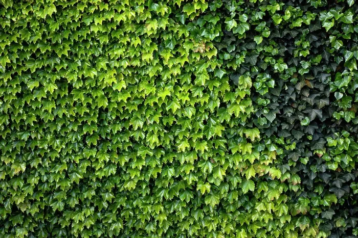 Framed Print : Close up of ivy on building Framed Print : Close up of ivy on building