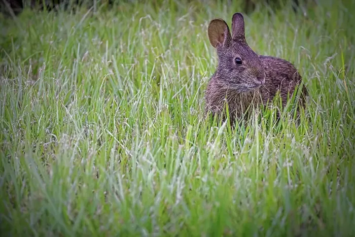Framed Print : Close up of Marsh Rabbit Framed Print : Close up of Marsh Rabbit