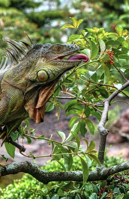 Framed Print : Close-up of iguana eating leaves on branches Framed Print : Close-up of iguana eating leaves on branches