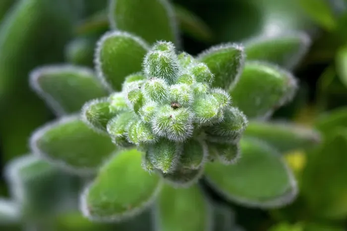 Framed Print : Close-up of succulent plant Framed Print : Close-up of succulent plant