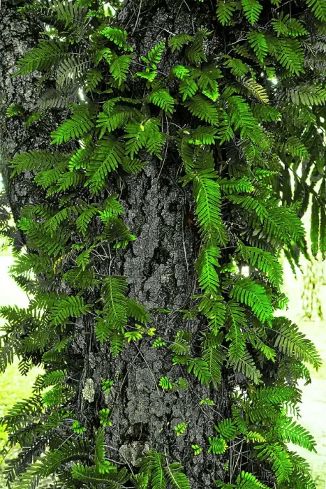 Framed Print : Close-up of a tree trunk with fern Framed Print : Close-up of a tree trunk with fern