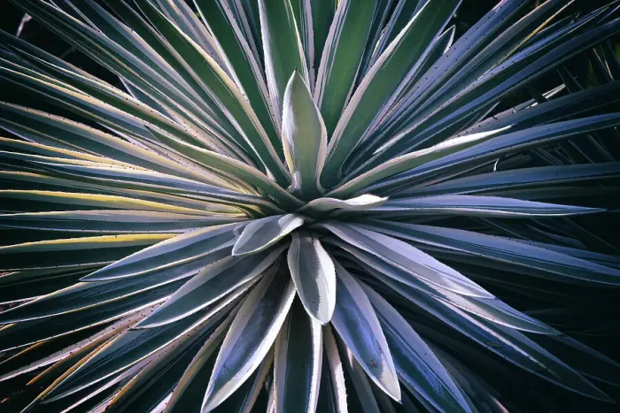 Framed Print : Closeup of Agave plant Framed Print : Closeup of Agave plant