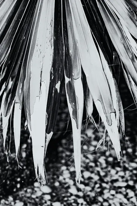 Framed Print : Closeup of chipped palm leaf