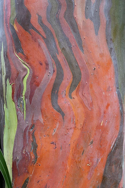 Closeup of the colors and patterns of a eucalyptus tree