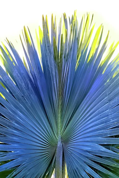 Framed Print : Closeup of Fan Palm Framed Print : Closeup of Fan Palm