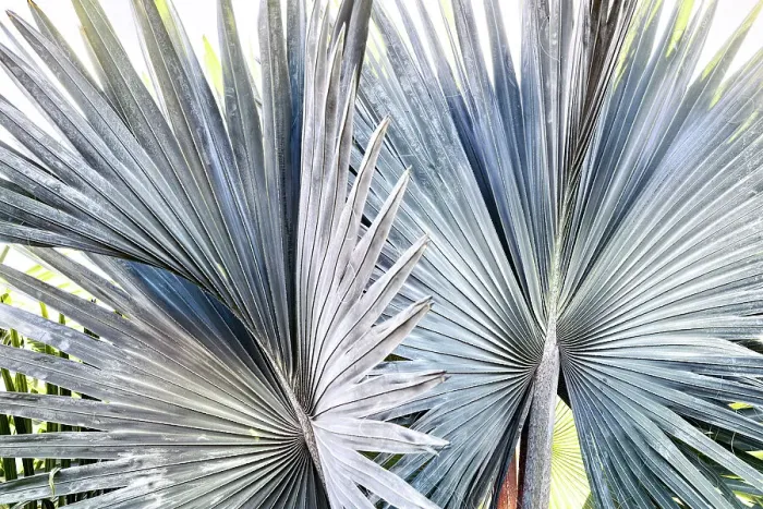 Framed Print : Closeup of Fan Palm
