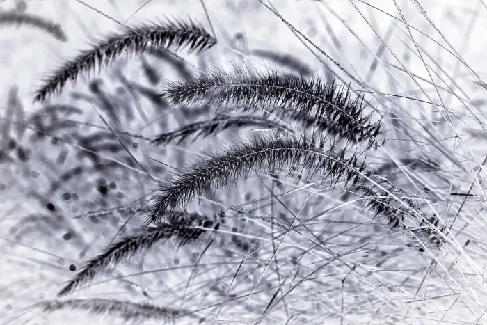Framed Print : Closeup of fountain grass Framed Print : Closeup of fountain grass