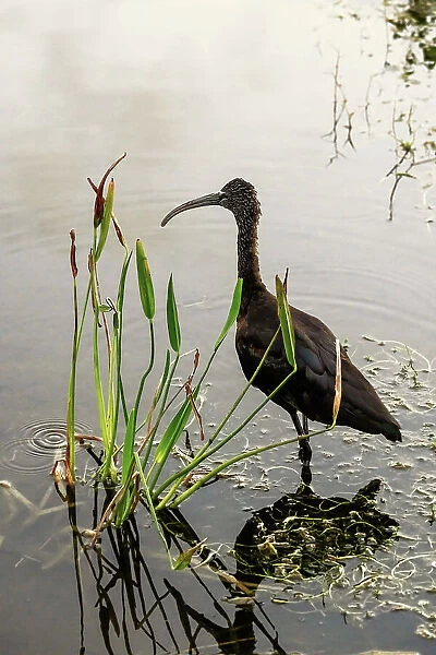 Closeup of a Glossy Ibis, nonbreeding adult