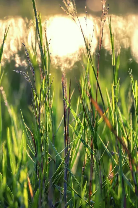 Framed Print : Closeup of green grass blades Framed Print : Closeup of green grass blades