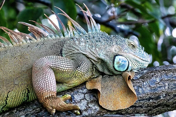 Closeup of Iguana