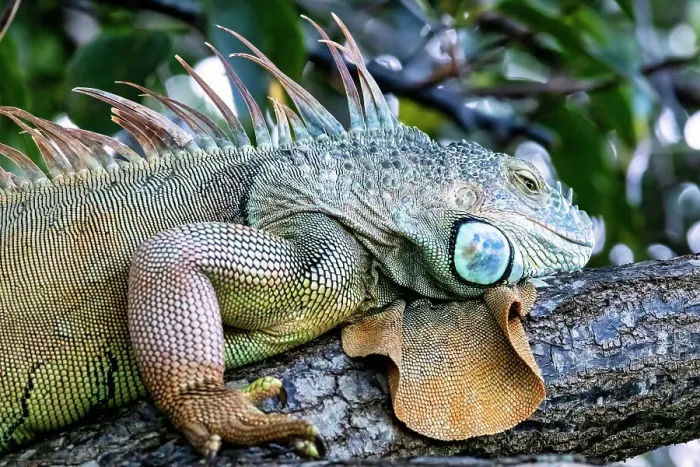 Framed Print : Closeup of Iguana Framed Print : Closeup of Iguana