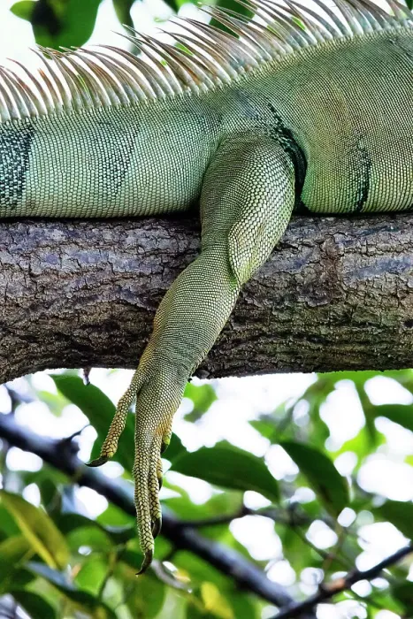 Framed Print : Closeup of Iguana's leg Framed Print : Closeup of Iguana's leg