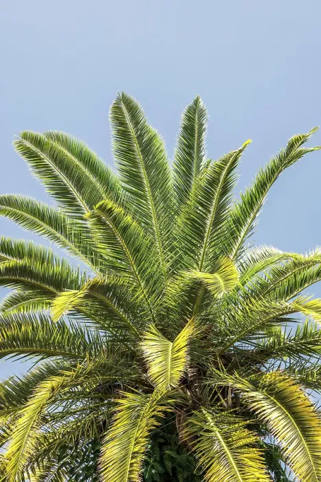 Framed Print : Closeup of palm tree