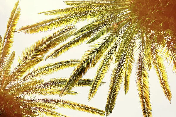 Closeup of palm trees