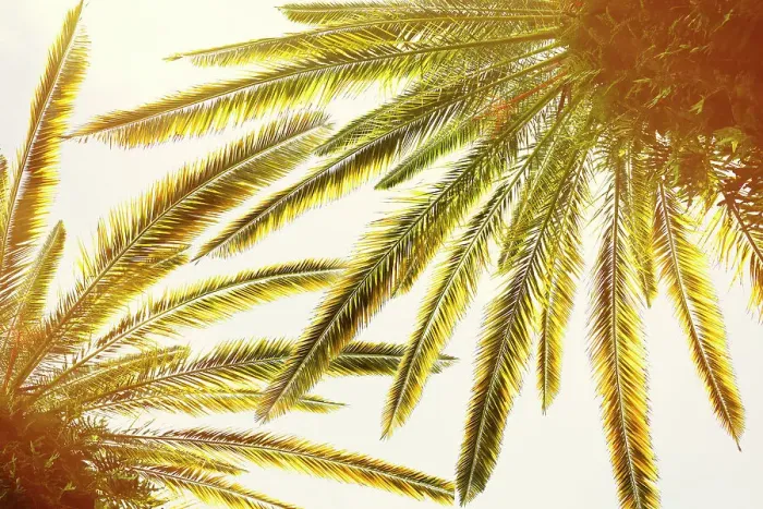 Framed Print : Closeup of palm trees