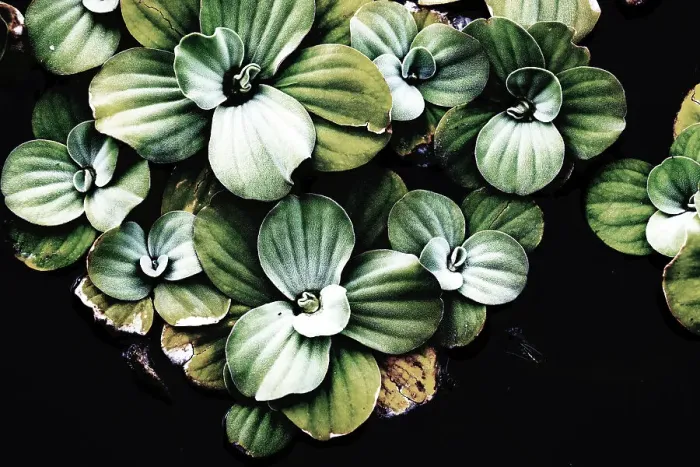 Framed Print : Closeup of patterns on aquatic plants Framed Print : Closeup of patterns on aquatic plants