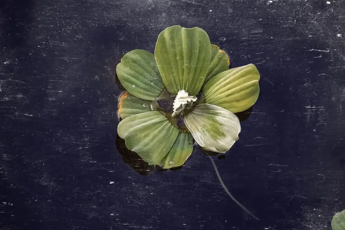 Framed Print : Closeup of Pistia aquatic plant Framed Print : Closeup of Pistia aquatic plant