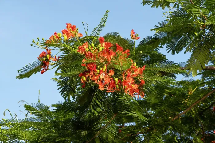 Framed Print : Closeup of Royal Poinciana tree Framed Print : Closeup of Royal Poinciana tree