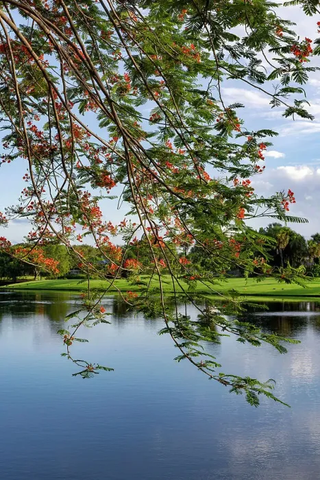 Framed Print : Closeup of Royal Poinciana tree Framed Print : Closeup of Royal Poinciana tree