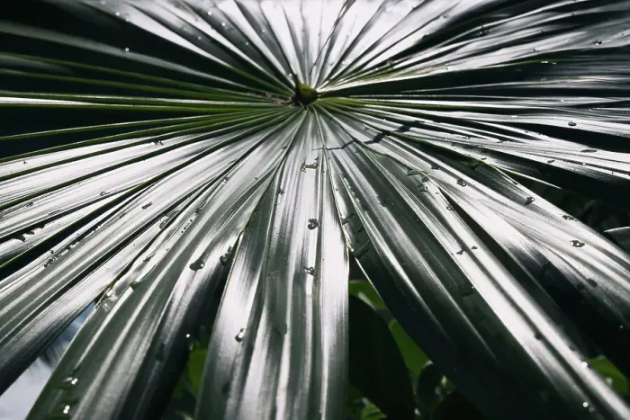 Framed Print : Closeup of waterdrops on palm leaf Framed Print : Closeup of waterdrops on palm leaf