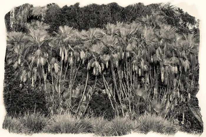 Framed Print : Cluster of exotic palm trees