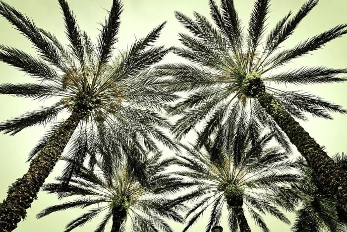 Framed Print : Cluster of palm trees seen from below