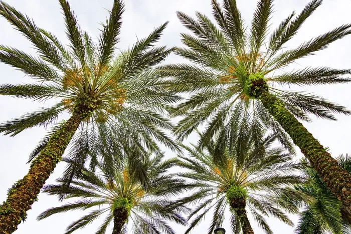 Framed Print : Cluster of palm trees seen from below