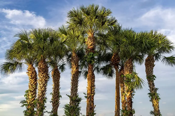 Framed Print : Cluster of tropical fan palm trees Framed Print : Cluster of tropical fan palm trees