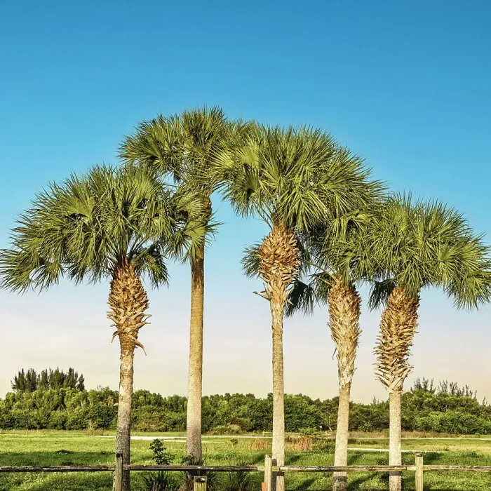 Framed Print : Cluster of tropical fan palm trees