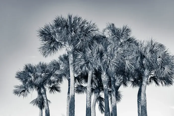 Framed Print : Cluster of tropical fan palm trees Framed Print : Cluster of tropical fan palm trees