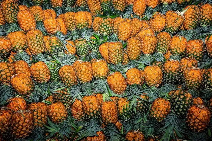 Framed Print : Colombia, Bunch of Pineapples Framed Print : Colombia, Bunch of Pineapples