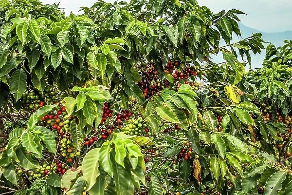 Colombia, Caldas, Chinchina, Coffee Tree with Berries
