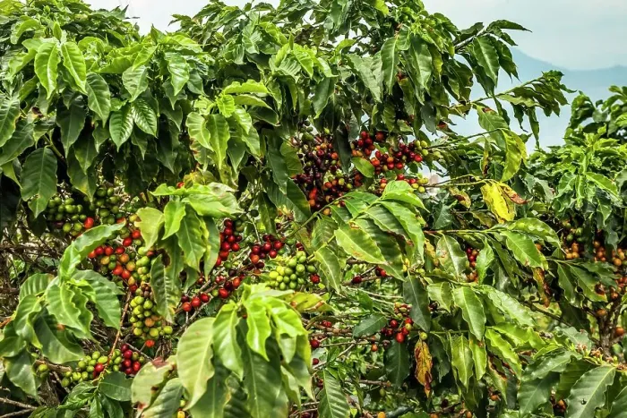 Framed Print : Colombia, Caldas, Chinchina, Coffee Tree with Berries Framed Print : Colombia, Caldas, Chinchina, Coffee Tree with Berries