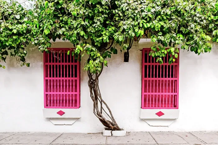 Framed Print : Colombia, Cartagena, typical colonial architecture, windows with tree Framed Print : Colombia, Cartagena, typical colonial architecture, windows with tree