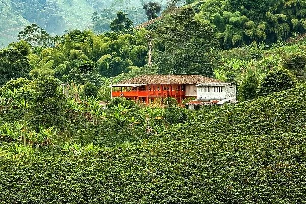 Colombia, Chinchina, Coffee Plantation