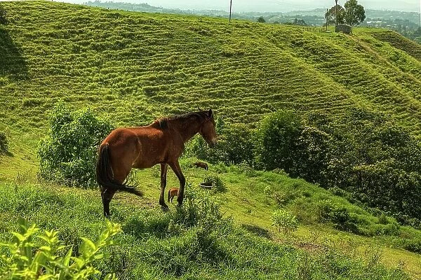 Colombia, Quindio, Filandia, Countryside Scene