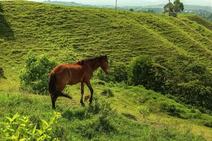 Framed Print : Colombia, Quindio, Filandia, Countryside Scene Framed Print : Colombia, Quindio, Filandia, Countryside Scene