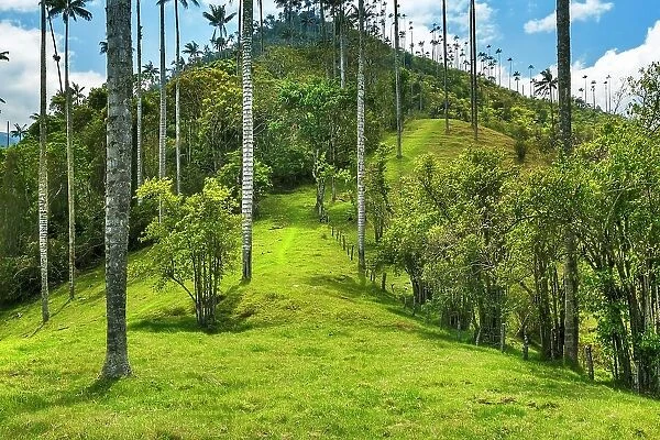 Colombia, Salento, Cocora Valley, Cocora National Park, Wax Palm Trees, Palma de Cera