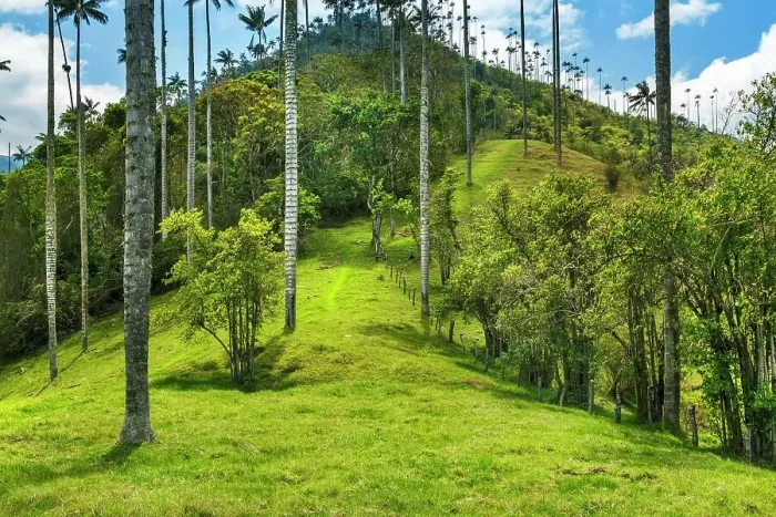 Framed Print : Colombia, Salento, Cocora Valley, Cocora National Park, Wax Palm Trees, Palma de Cera Framed Print : Colombia, Salento, Cocora Valley, Cocora National Park, Wax Palm Trees, Palma de Cera