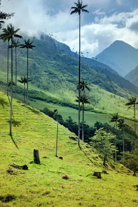 Framed Print : Colombia, Salento, Cocora Valley, Cocora National Park, Wax Palm Trees, Palma de Cera Framed Print : Colombia, Salento, Cocora Valley, Cocora National Park, Wax Palm Trees, Palma de Cera
