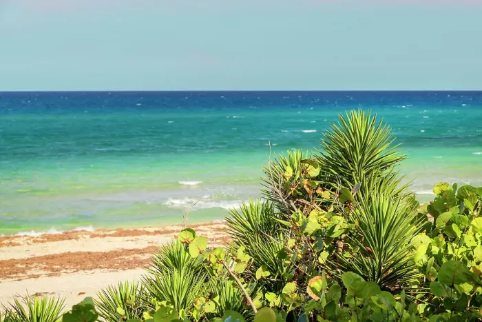 Framed Print : Colorful green plant with tropical beach in background