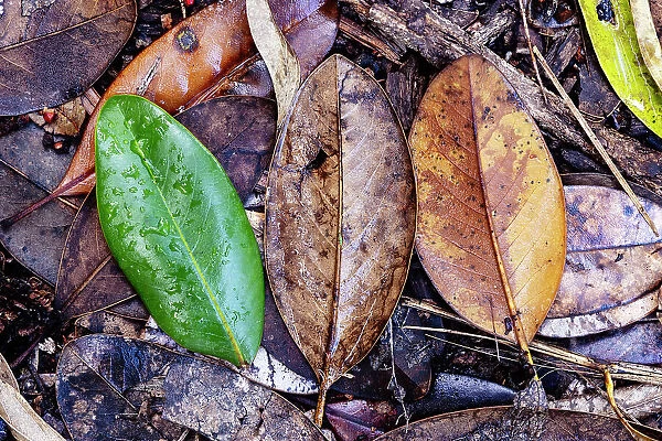 Three colorful leaves on floor
