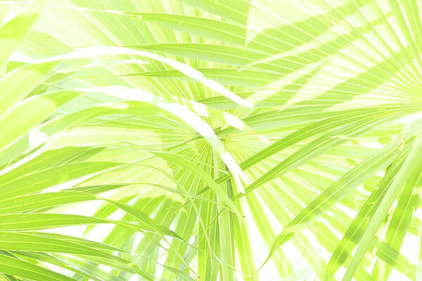 Conceptual shot of palm fronds