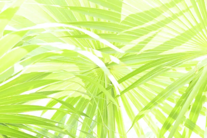 Framed Print : Conceptual shot of palm fronds Framed Print : Conceptual shot of palm fronds