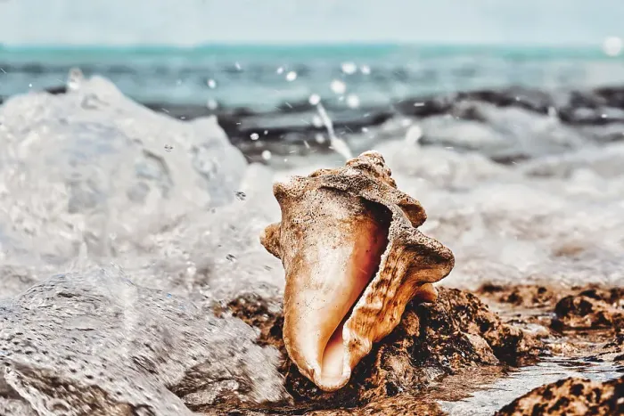 Framed Print : Conch by water Framed Print : Conch by water