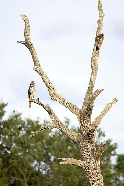 Cooper's Hawk on bare tree